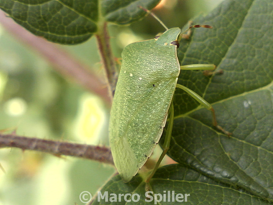 Nezara viridula